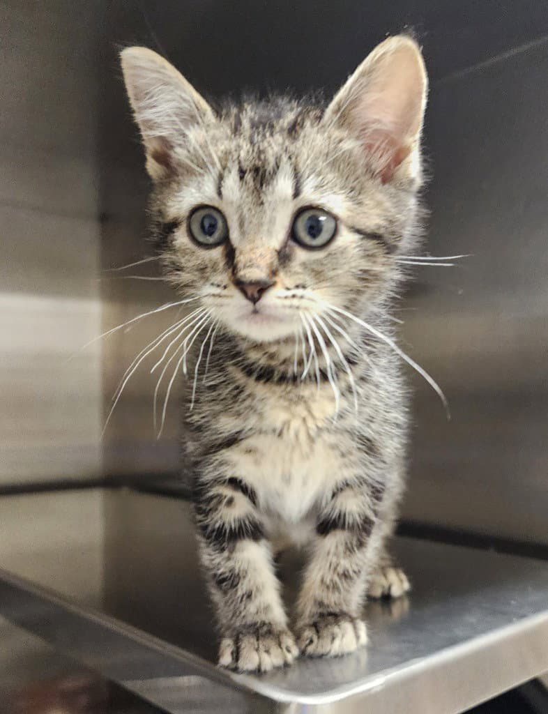 Saturn - Domestic Short Hair