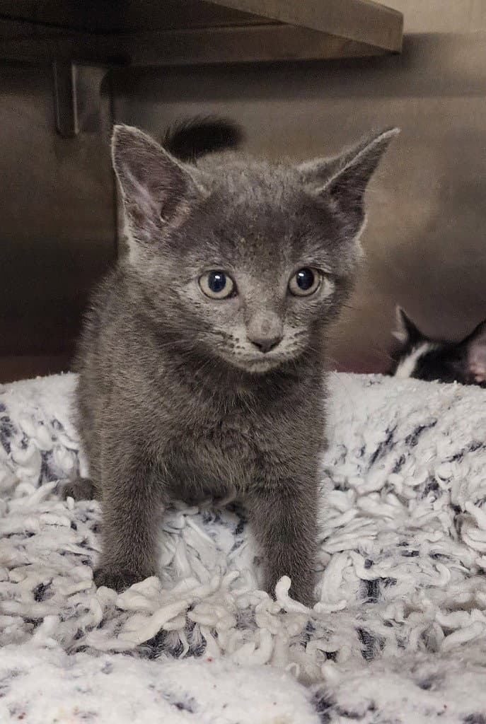 Venus - Domestic Short Hair