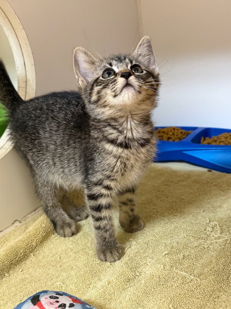 Kitty - Domestic Short Hair