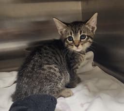Kitty image 2
