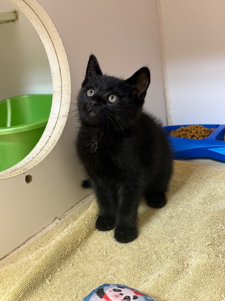 Milo - Domestic Short Hair
