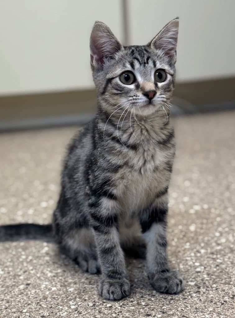 Willie - Domestic Short Hair