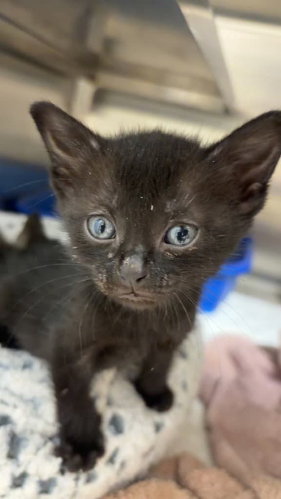 Emmy - Domestic Short Hair