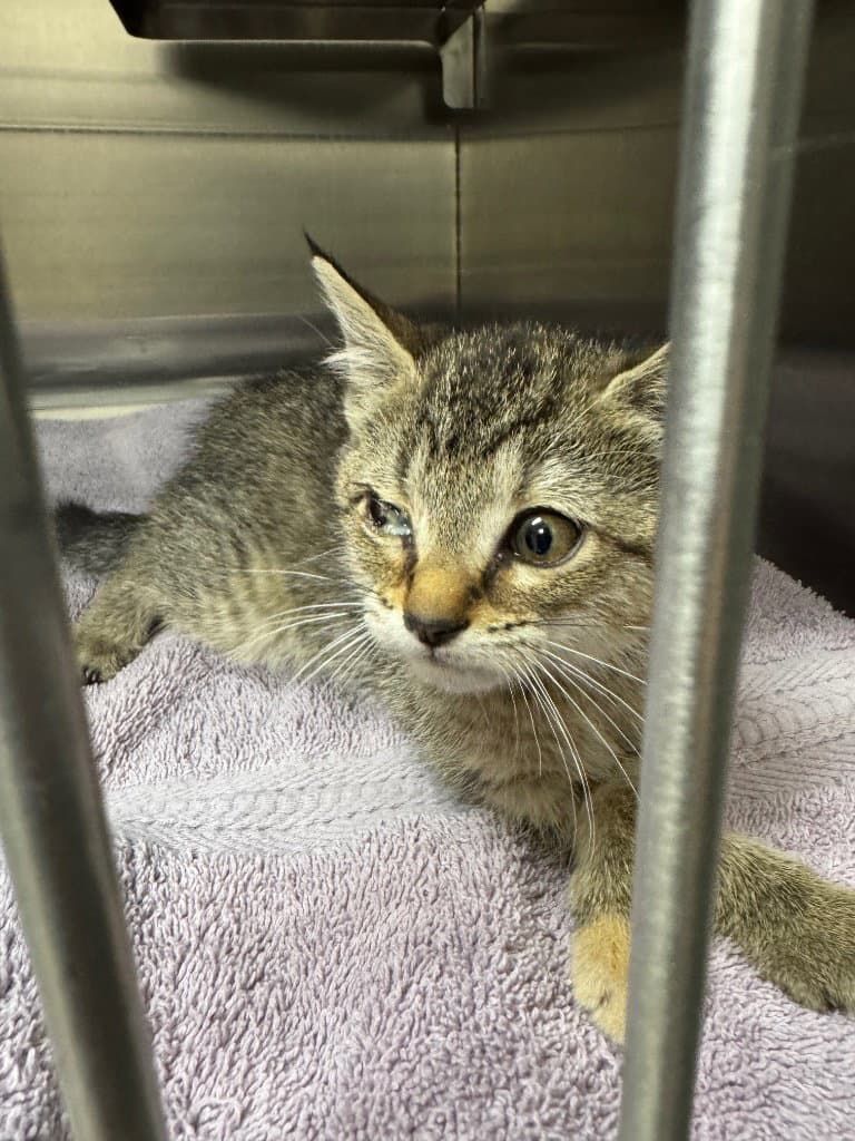 Porschea - Domestic Short Hair