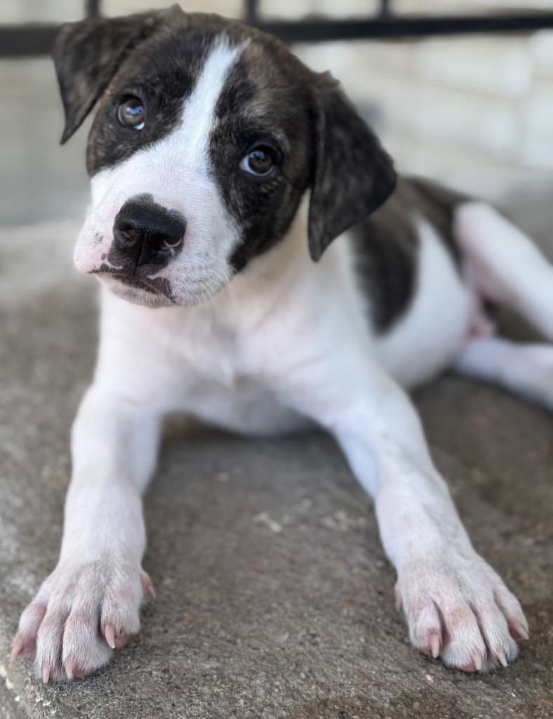 Finn - Labrador Retriever