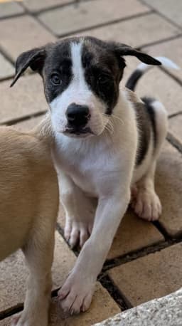 Finn image 2