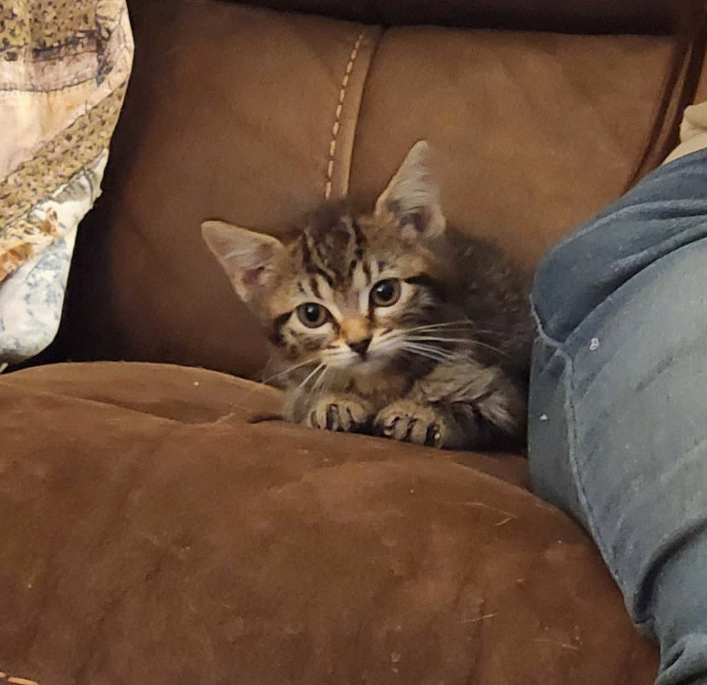 Marmie - Domestic Short Hair