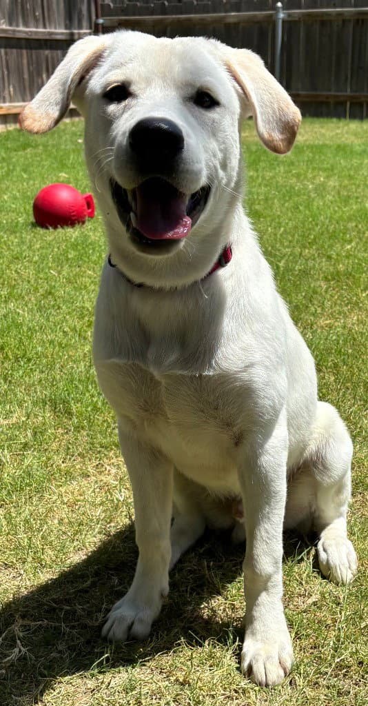 Marley - Labrador Retriever