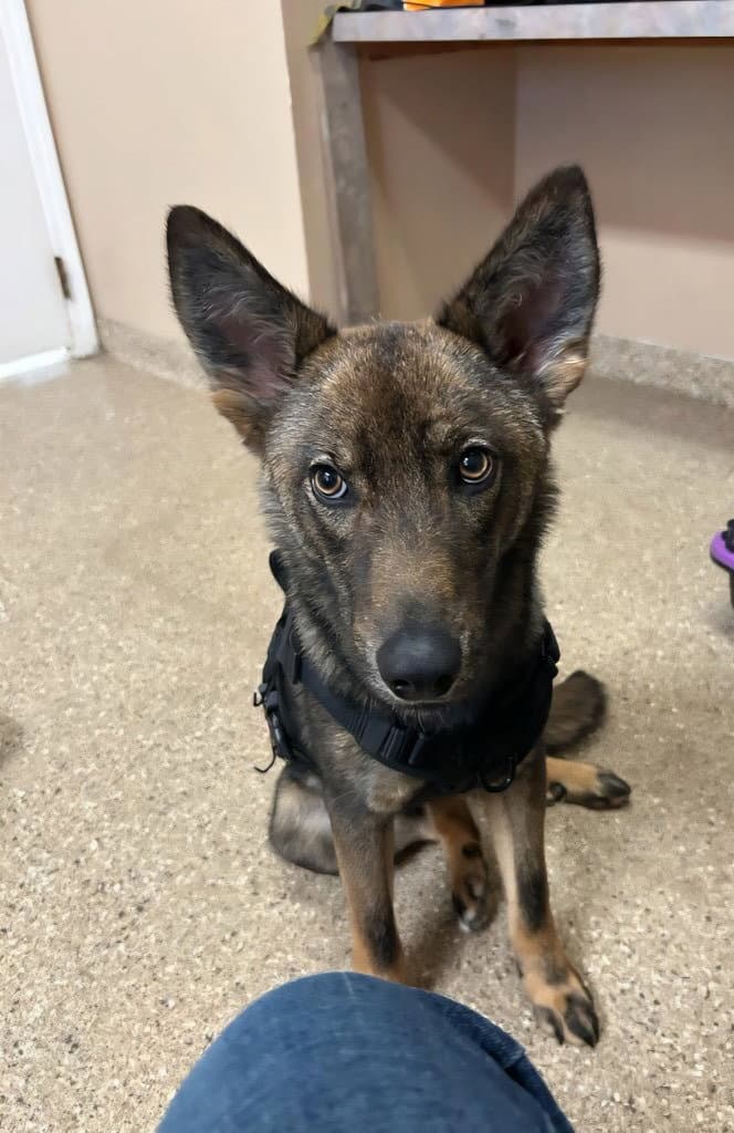Max - Dutch Shepherd