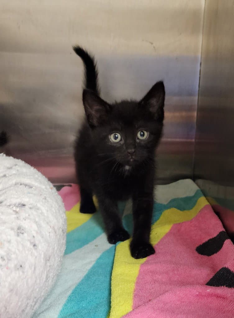 Neptune - Domestic Short Hair