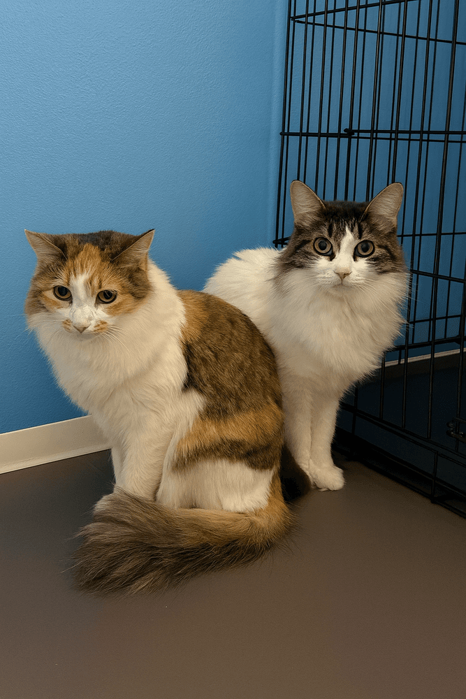 Chopstick - Domestic Medium Hair