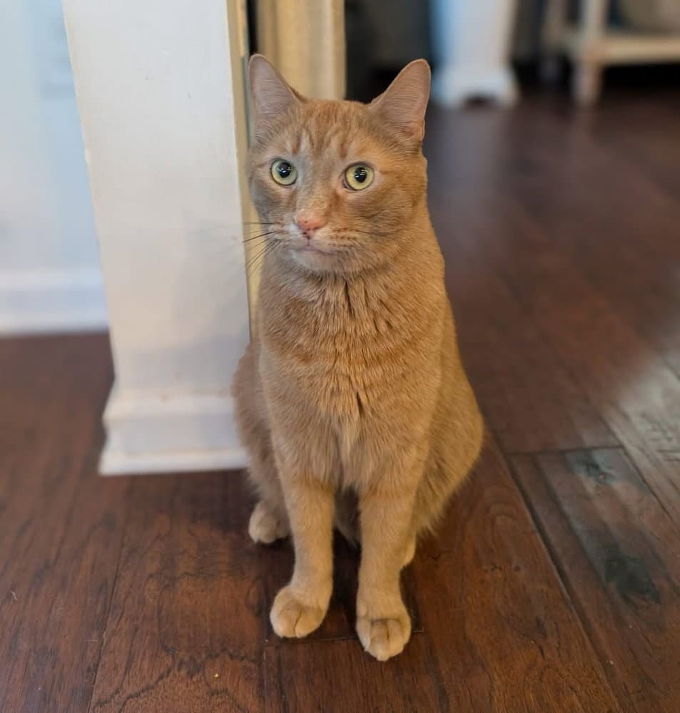 Cheeto - Domestic Short Hair