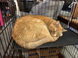 Cheeto image 2