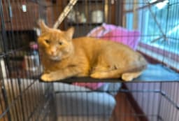 Cheeto image 3