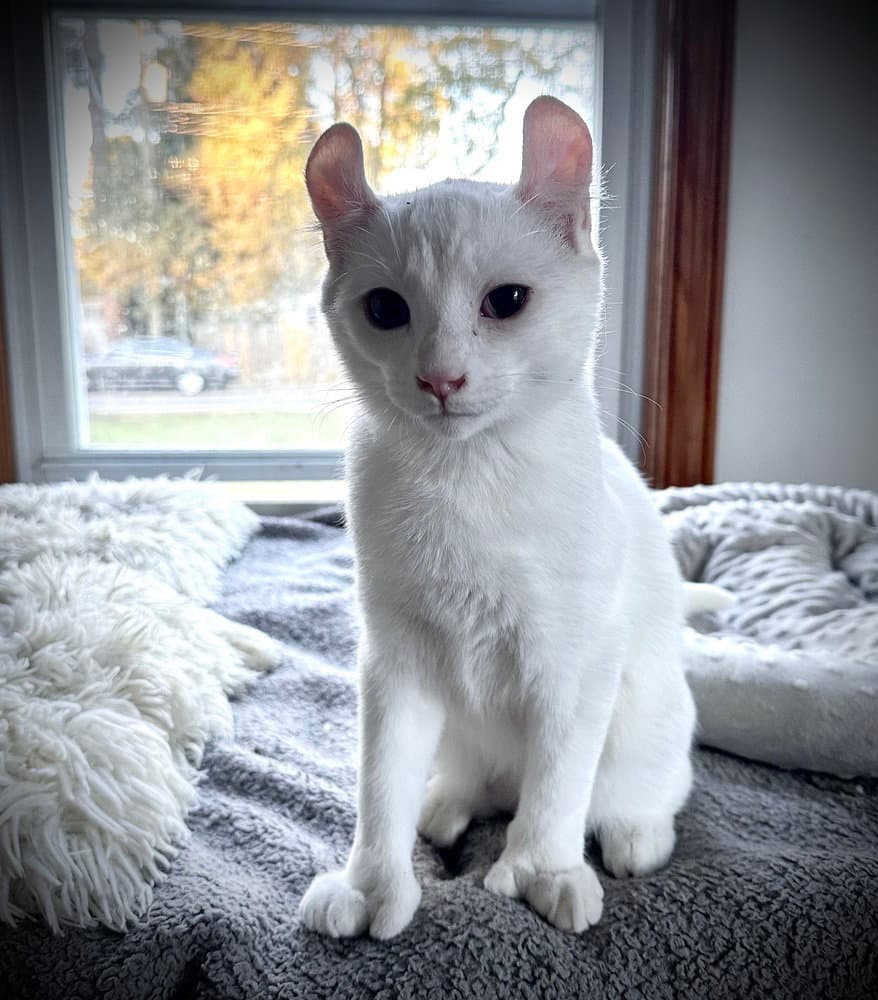 Puff - American Curl