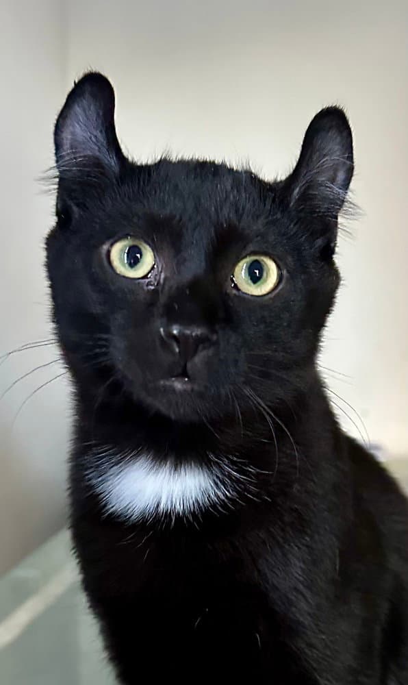 Puddin - American Curl
