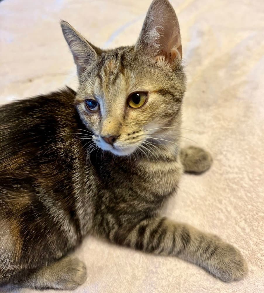 Riley - Domestic Short Hair