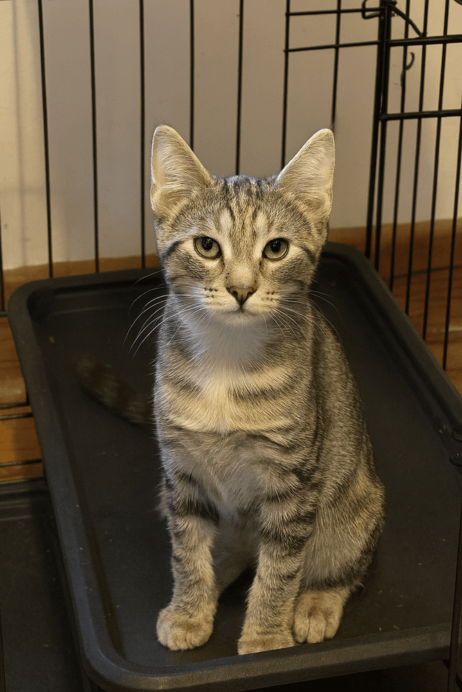 Remi - Domestic Short Hair