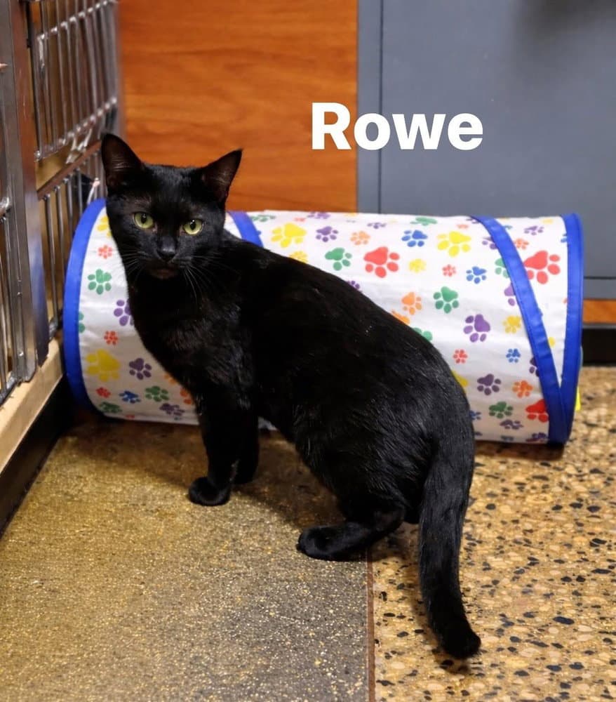 Rowe - Domestic Short Hair