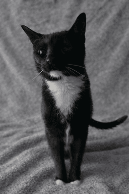 Vega image 1