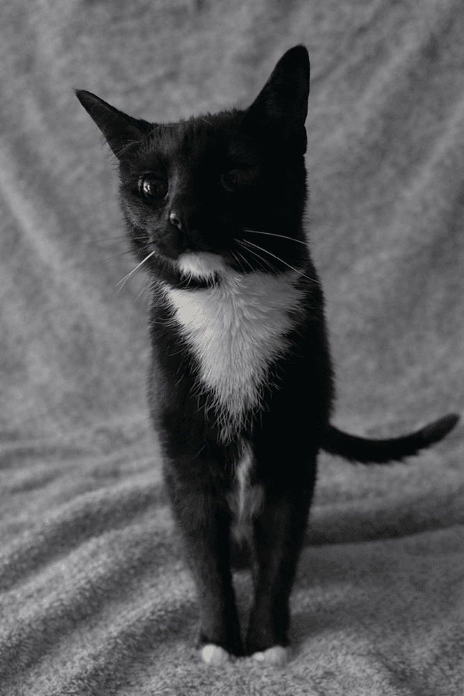 Vega - Domestic Short Hair