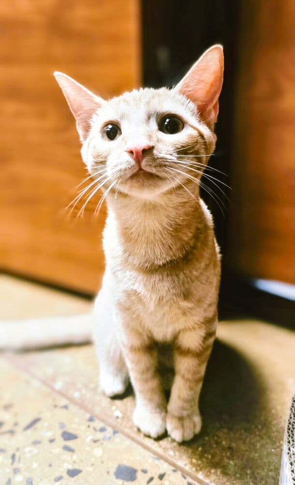 Muppet - Domestic Short Hair