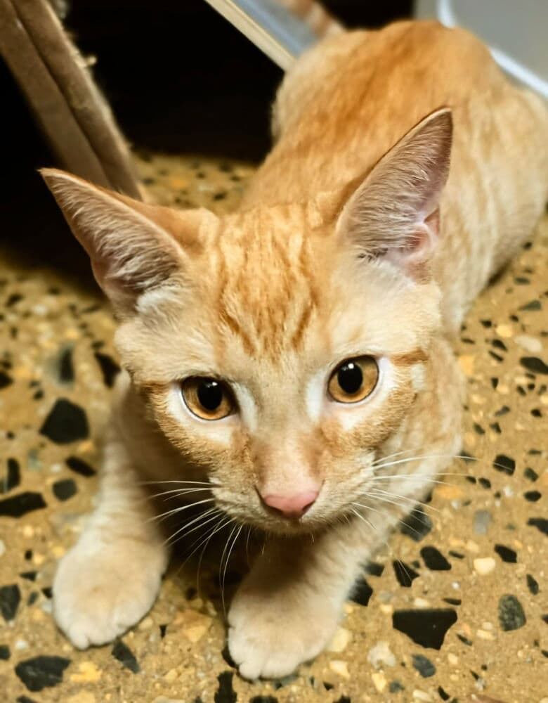 Messi - Domestic Short Hair