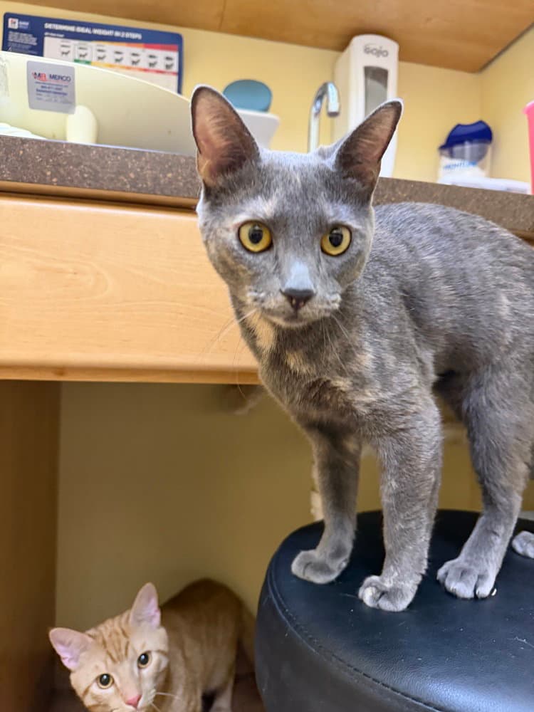Blue - Domestic Short Hair