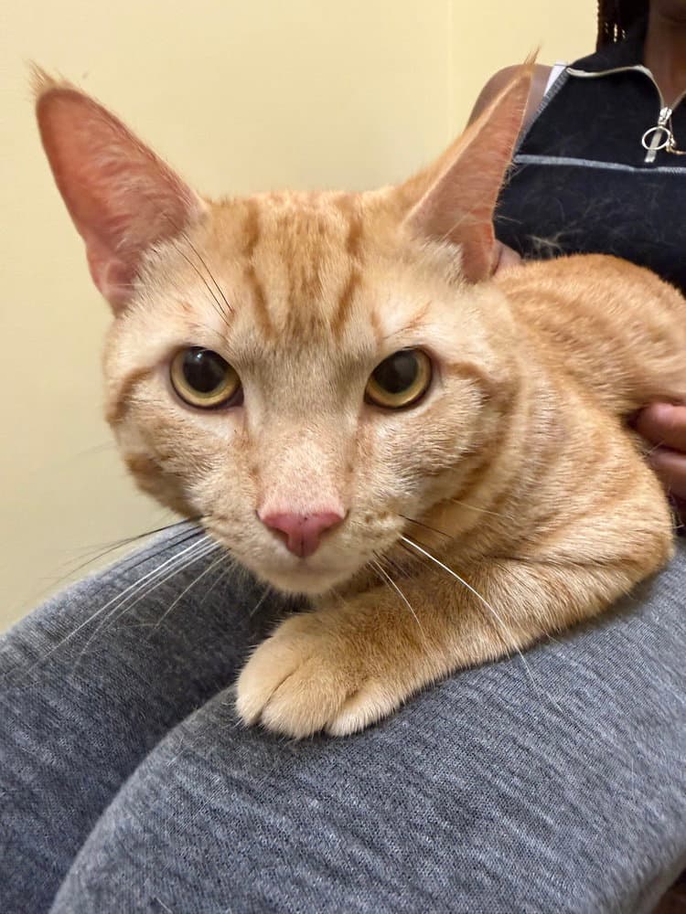 Fredo - Domestic Short Hair