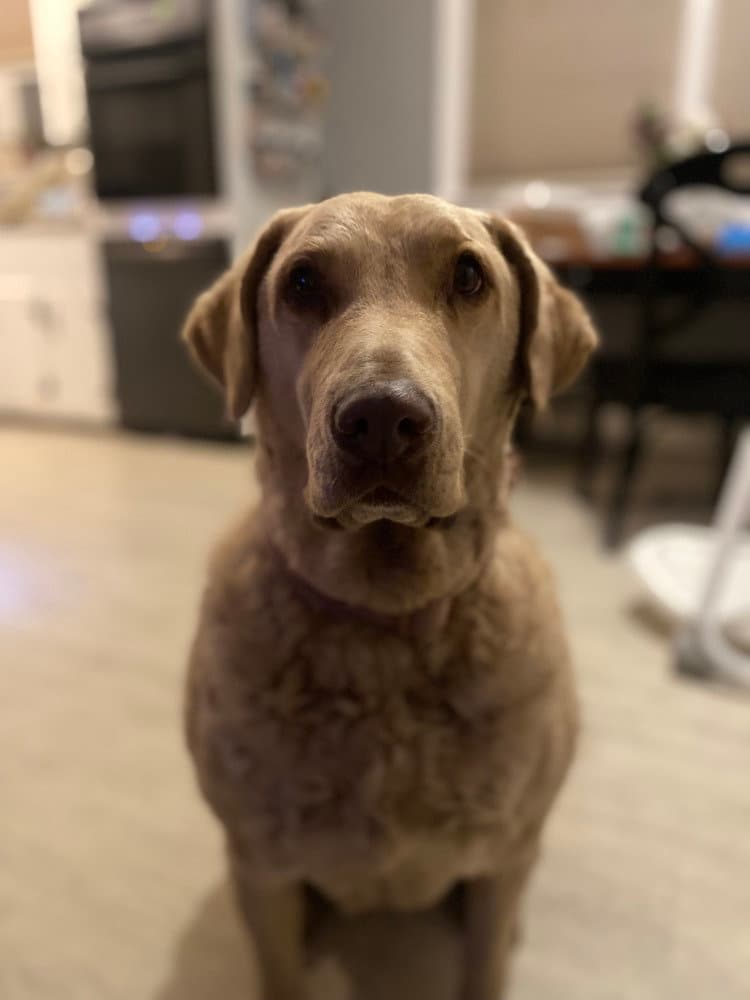 Liberty - Chesapeake Bay Retriever