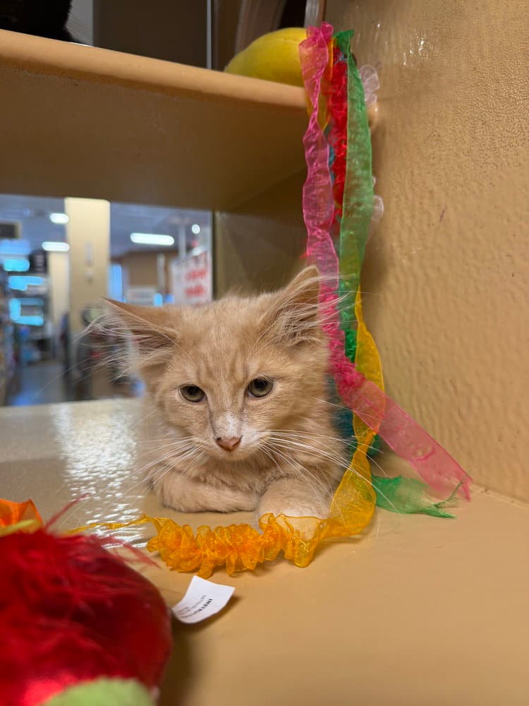 Puma - Domestic Medium Hair