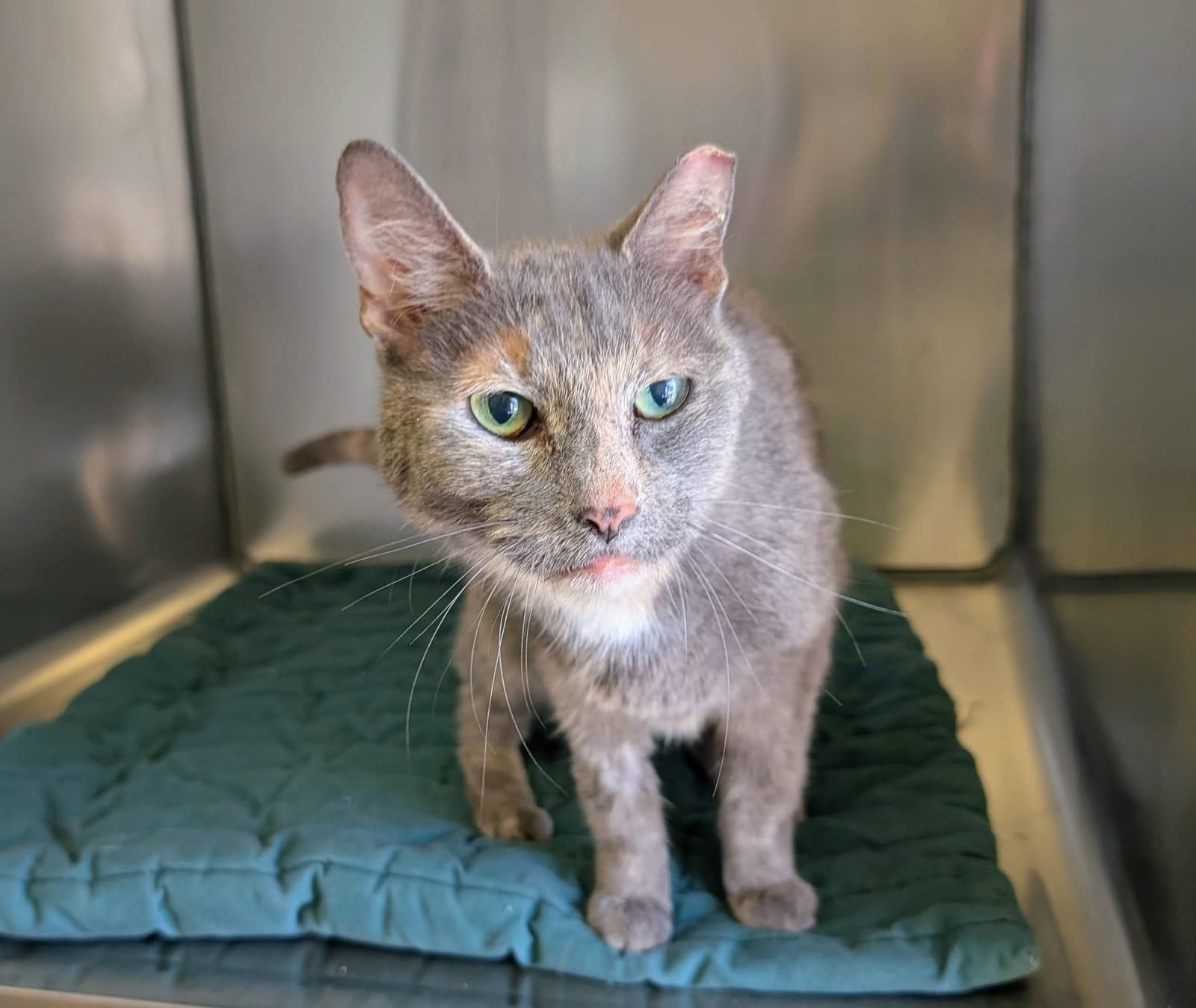 Louise - Dilute Tortoiseshell