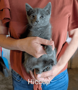 Hiccup image 1