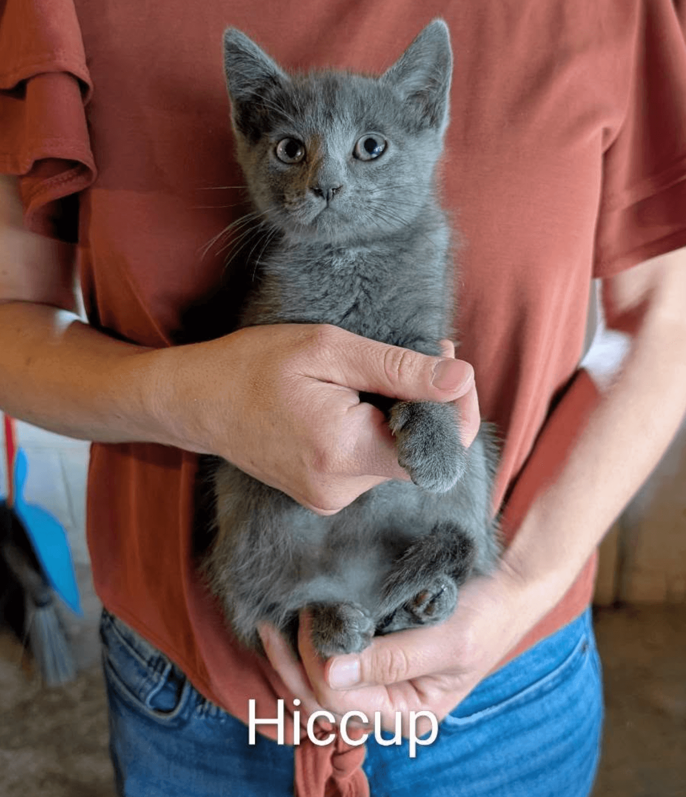 Hiccup - Domestic Short Hair