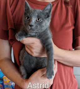 Astrid image 1