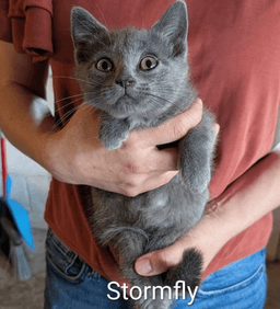 Stormfly image 1