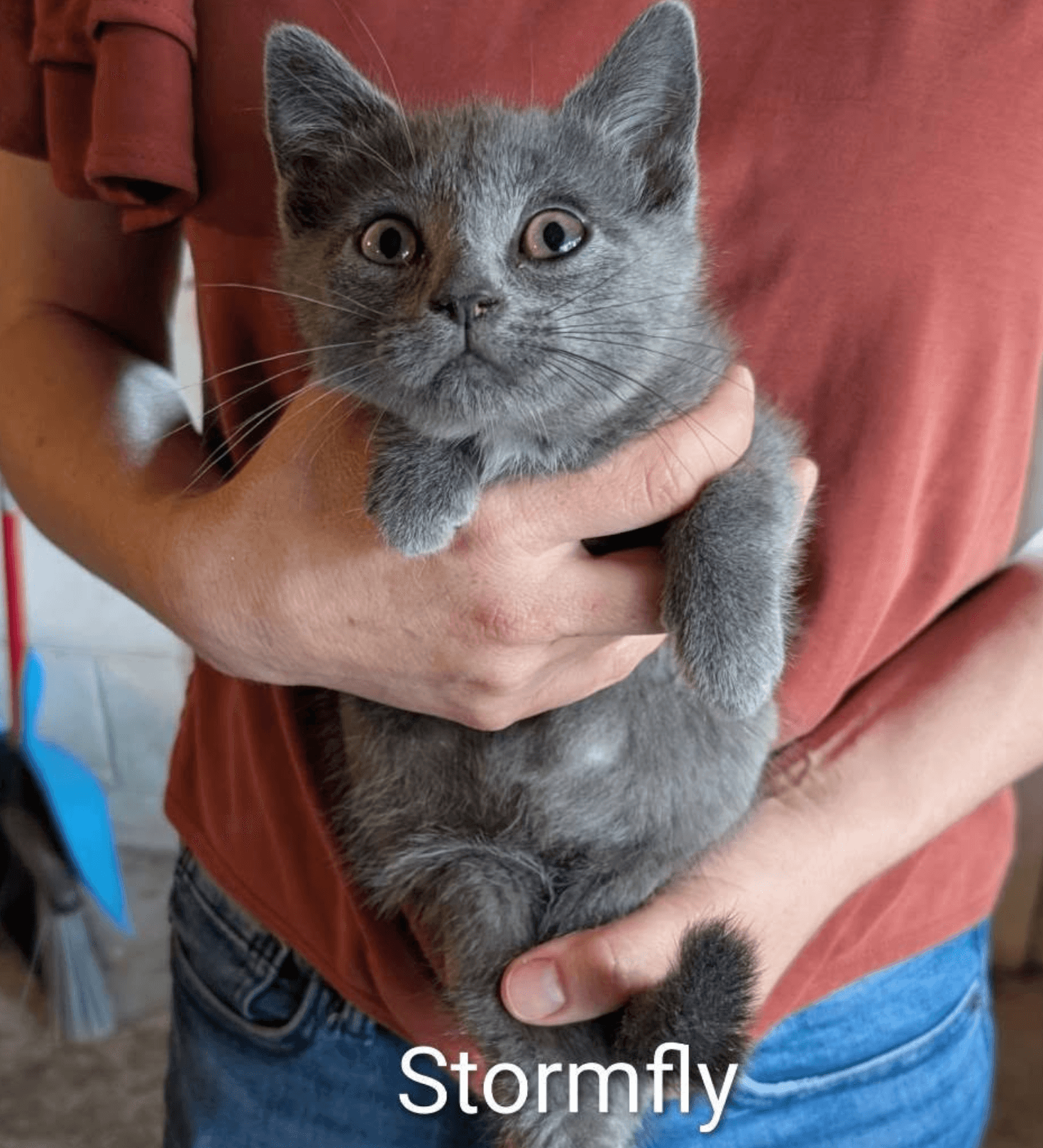 Stormfly - Domestic Short Hair