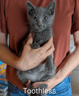 Toothless image 1