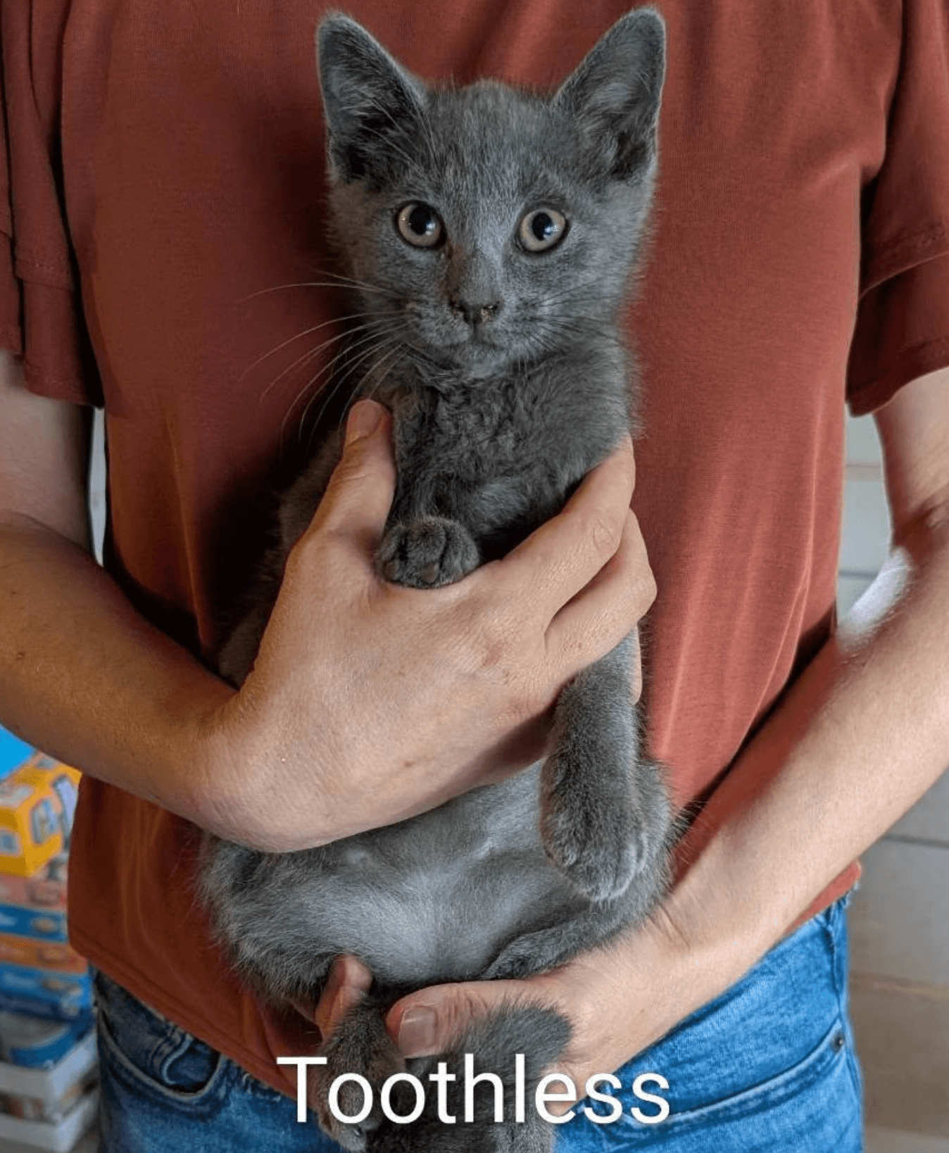 Toothless - Domestic Short Hair