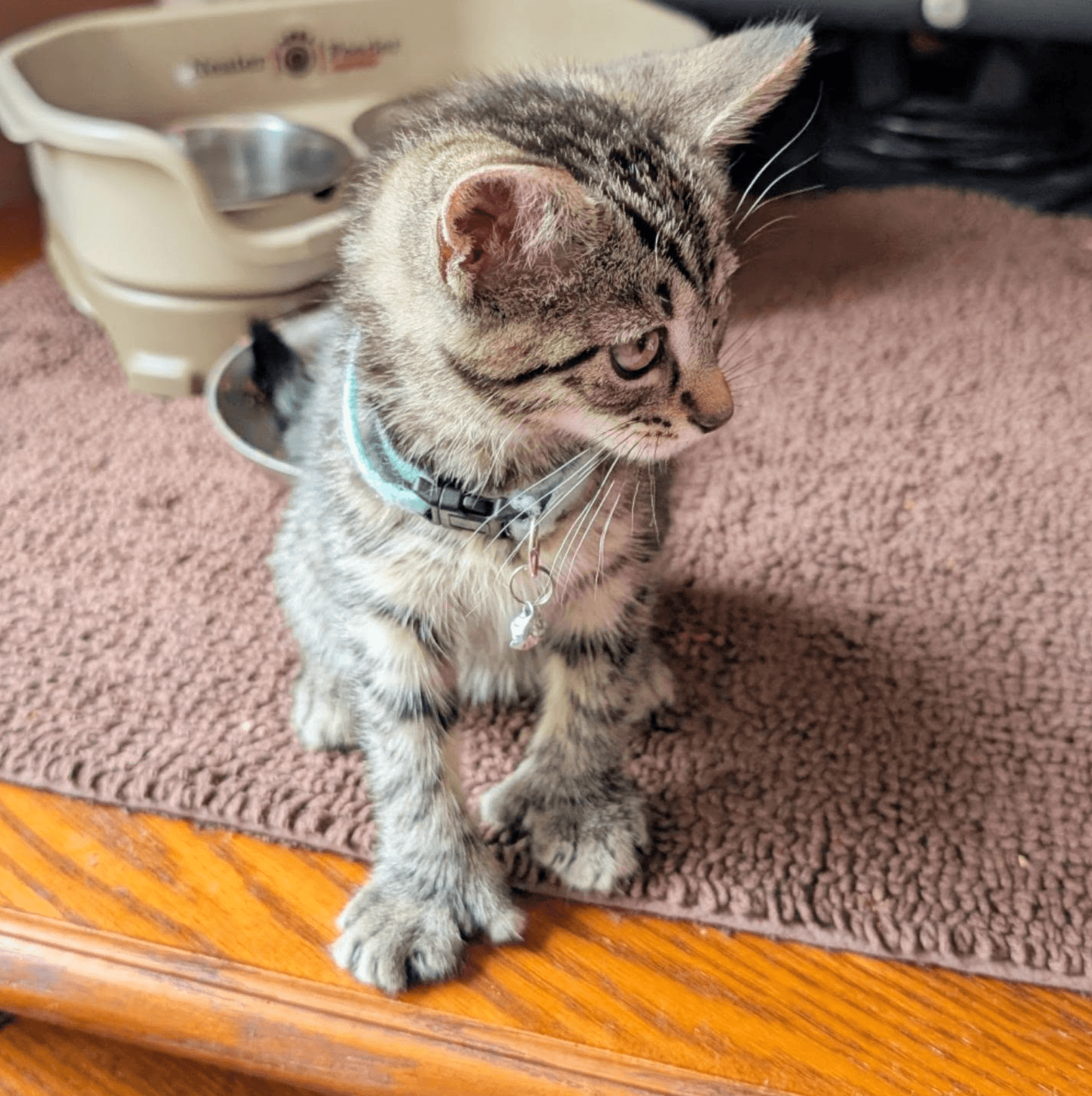 Bianca Del Rio - Extra-Toes Cat (Hemingway Polydactyl)
