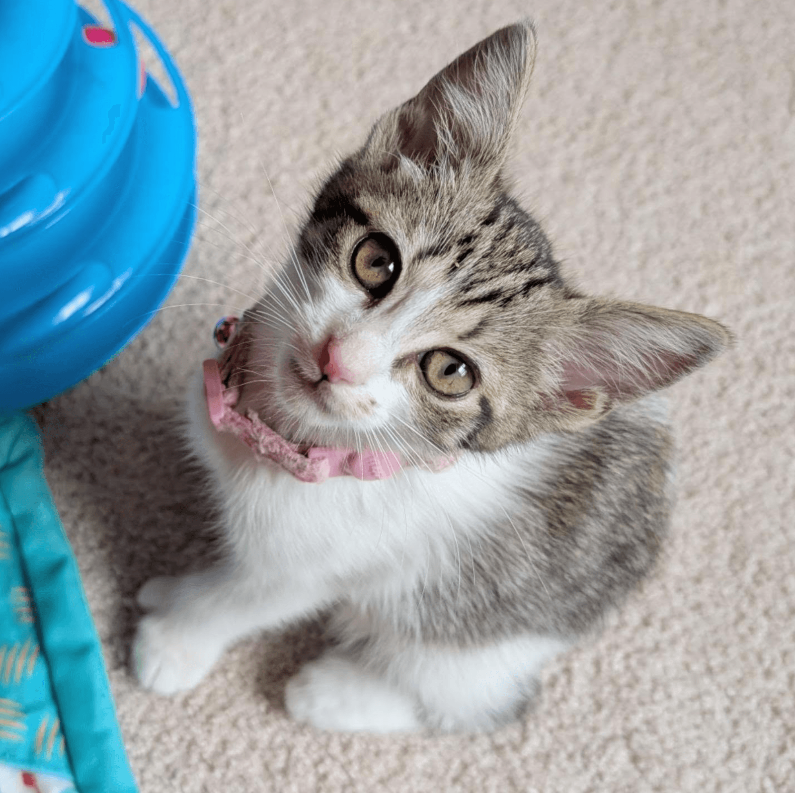 Lady Bunny - Extra-Toes Cat (Hemingway Polydactyl)