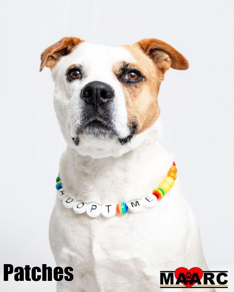Patches - Labrador Retriever