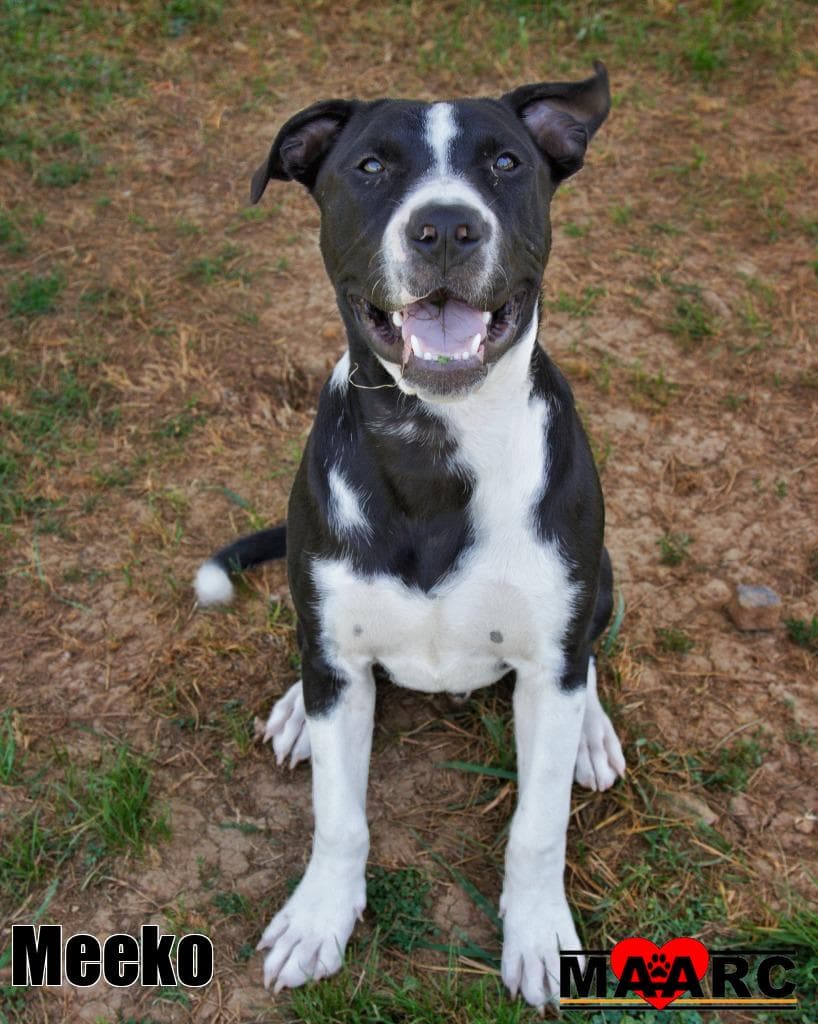 Meeko - Great Dane