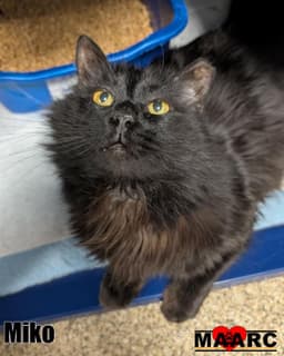 Miko image 1