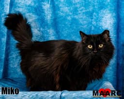 Miko image 2
