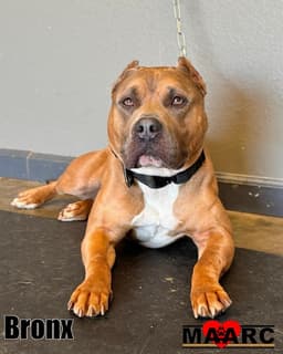 Bronx image 1