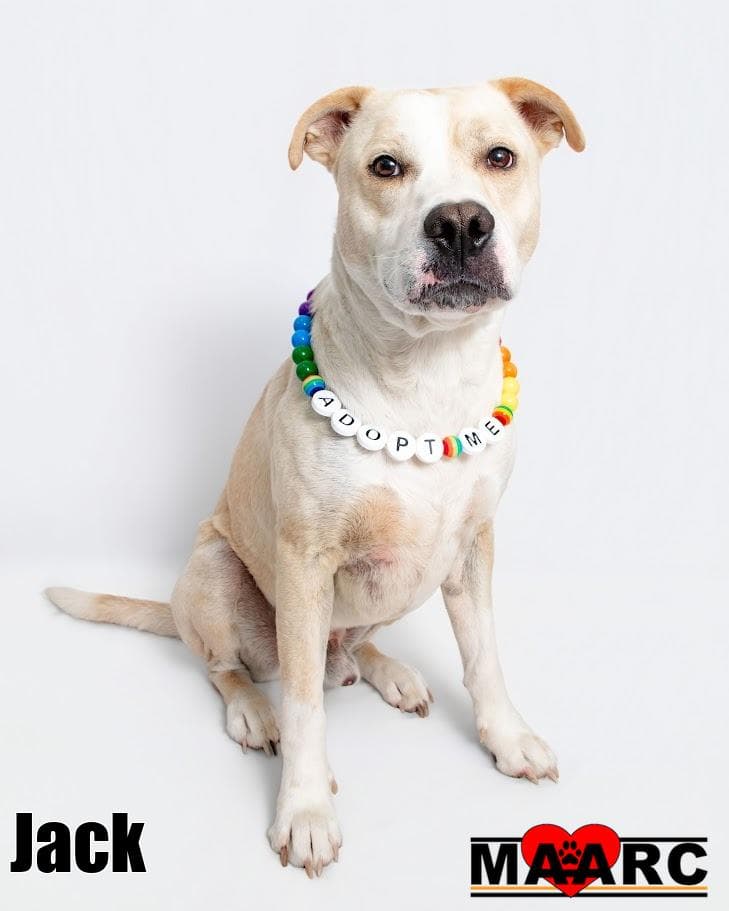 Jack - Labrador Retriever