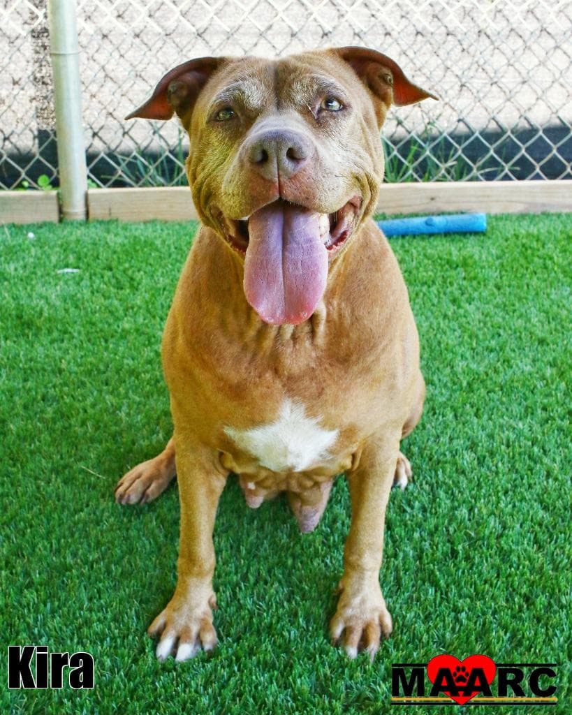 Kira - Staffordshire Bull Terrier