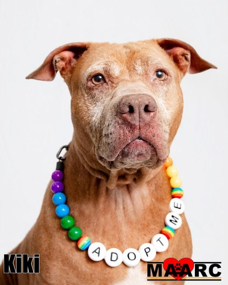 Kira - Staffordshire Bull Terrier