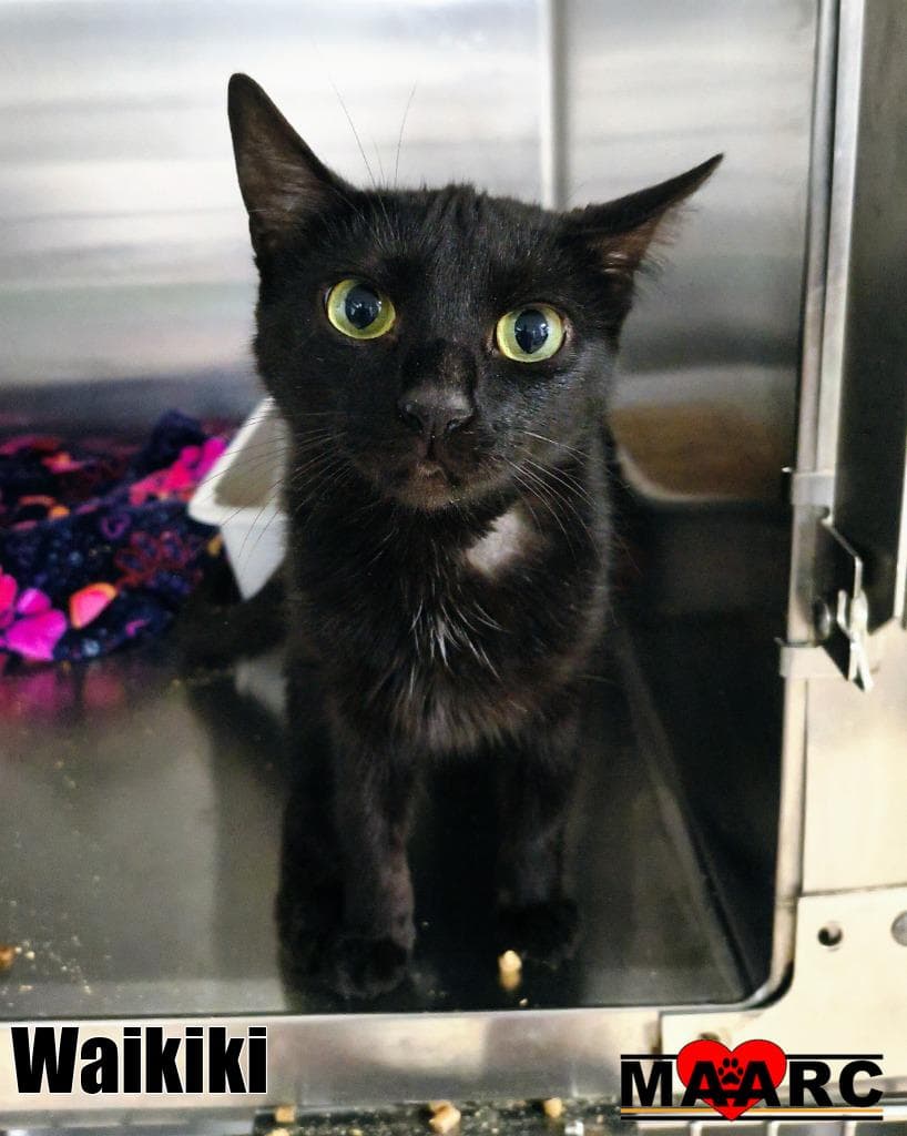 Waikiki - Domestic Short Hair